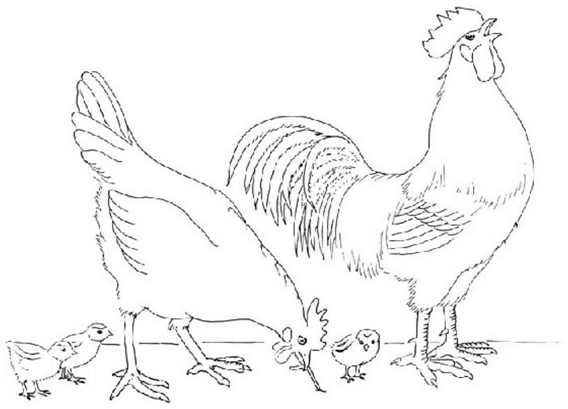 Disegno da colorare: Gallo (Animali) #4126 - Pagine da Colorare Stampabili Gratuite