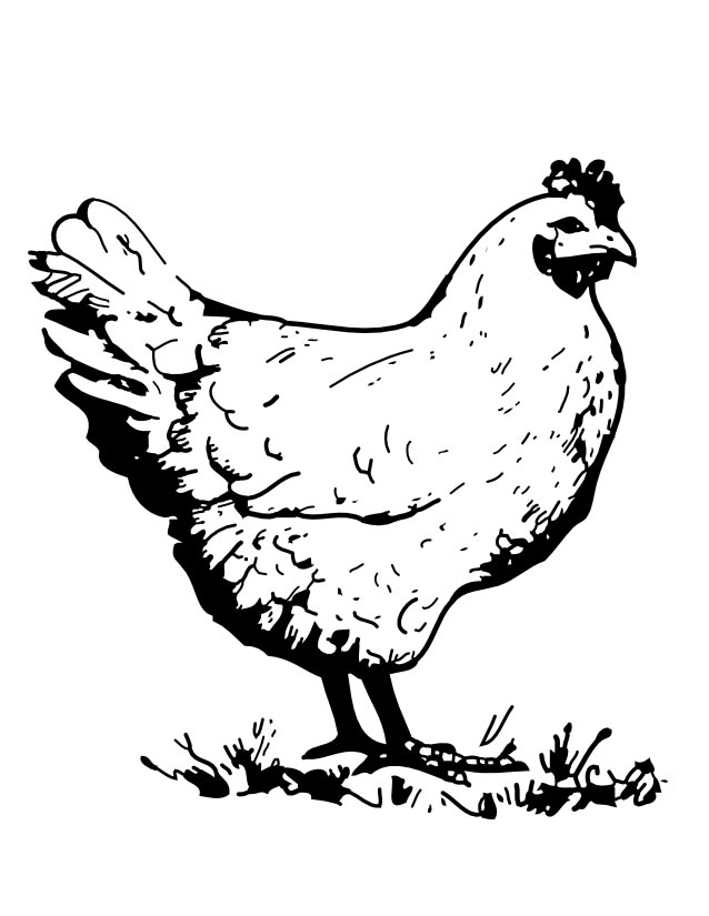 Disegno da colorare: Gallo (Animali) #4133 - Pagine da Colorare Stampabili Gratuite