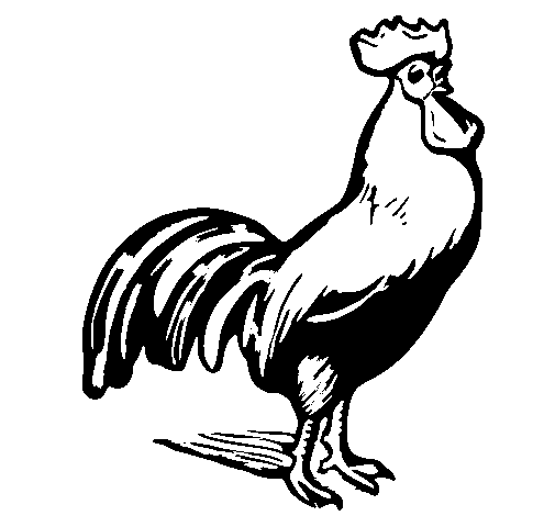 Disegno da colorare: Gallo (Animali) #4143 - Pagine da Colorare Stampabili Gratuite