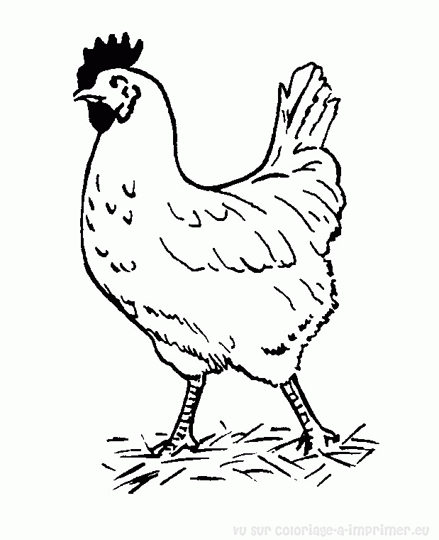 Disegno da colorare: Gallo (Animali) #4174 - Pagine da Colorare Stampabili Gratuite