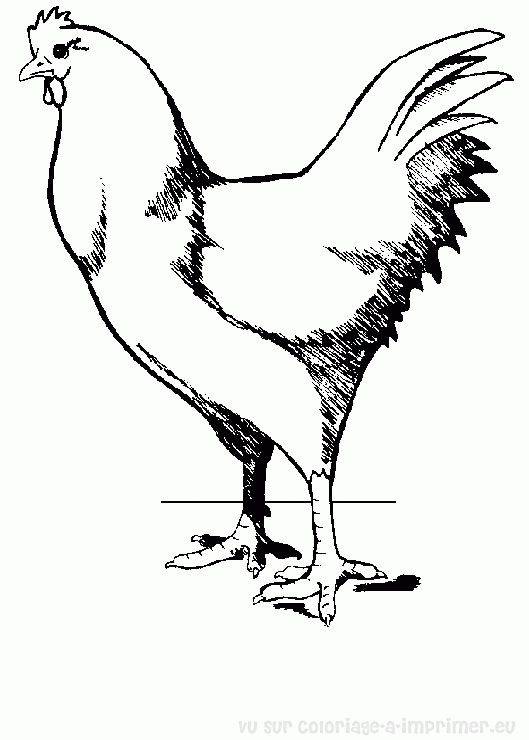 Disegno da colorare: Gallo (Animali) #4185 - Pagine da Colorare Stampabili Gratuite