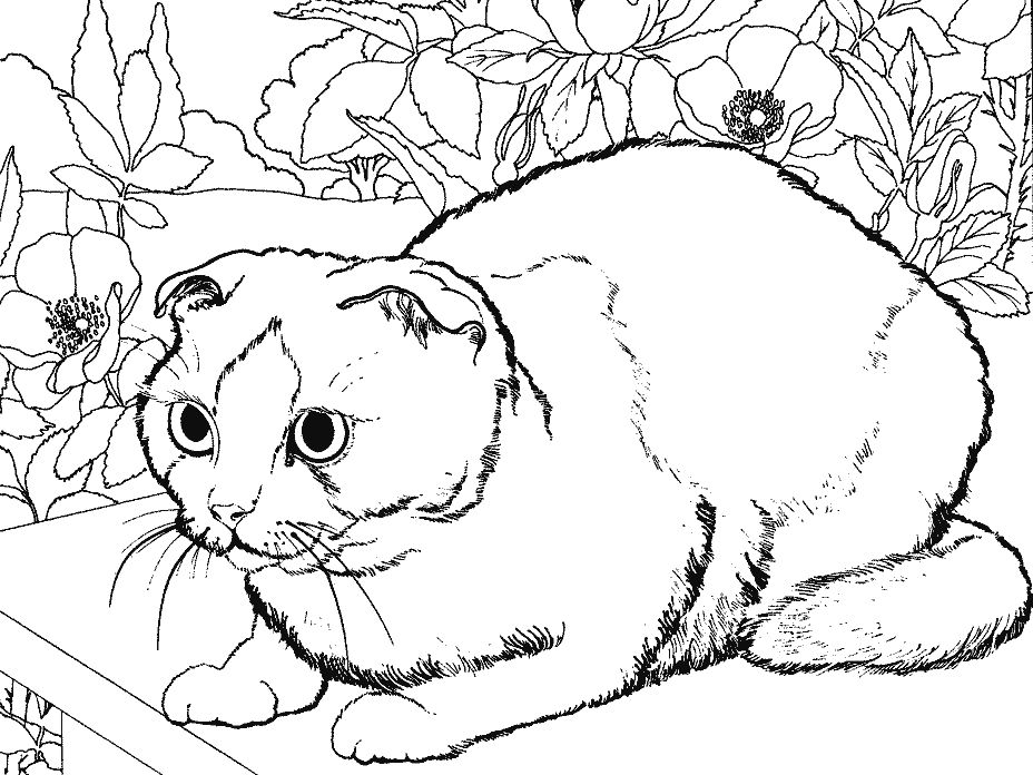 Disegno da colorare: Gattino (Animali) #18135 - Pagine da Colorare Stampabili Gratuite