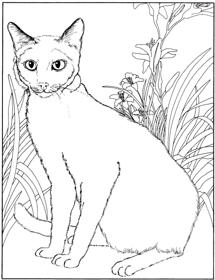 Disegno da colorare: Gattino (Animali) #18205 - Pagine da Colorare Stampabili Gratuite