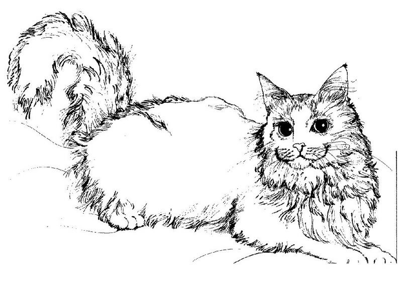 Disegno da colorare: Gatto (Animali) #1773 - Pagine da Colorare Stampabili Gratuite