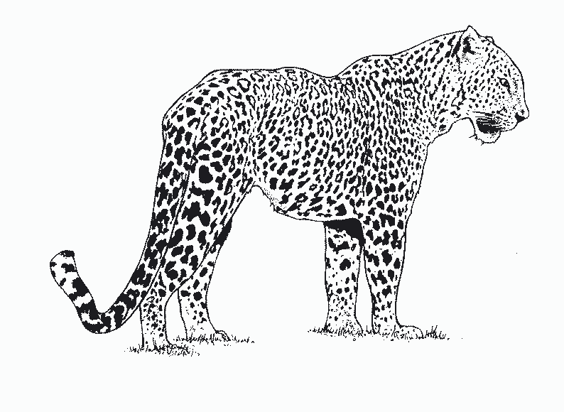 Disegno da colorare: Ghepardo (Animali) #7868 - Pagine da Colorare Stampabili Gratuite