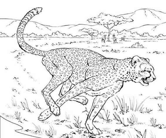 Disegno da colorare: Ghepardo (Animali) #7880 - Pagine da Colorare Stampabili Gratuite