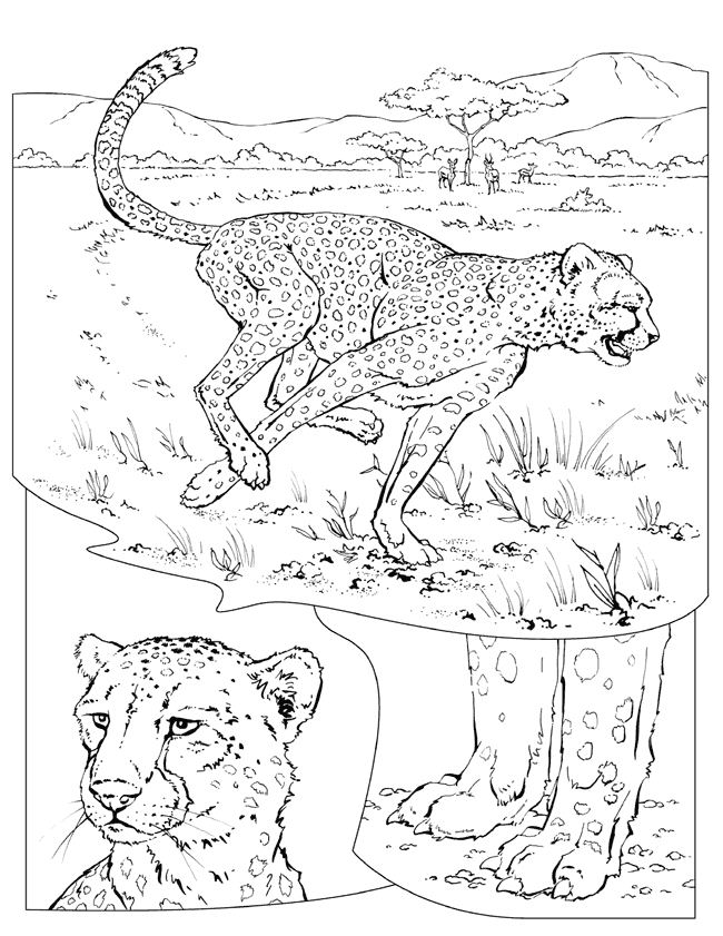 Disegno da colorare: Ghepardo (Animali) #7886 - Pagine da Colorare Stampabili Gratuite