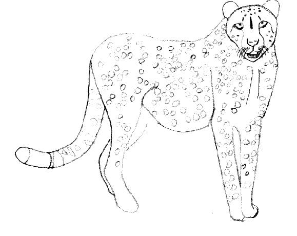 Disegno da colorare: Ghepardo (Animali) #7898 - Pagine da Colorare Stampabili Gratuite