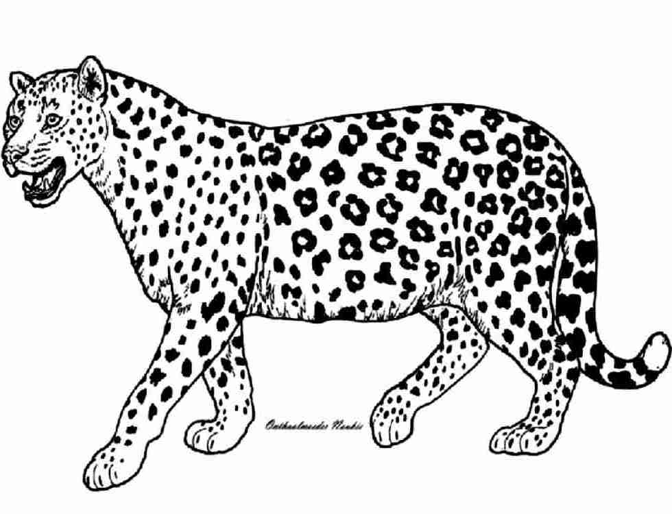 Disegno da colorare: Ghepardo (Animali) #7900 - Pagine da Colorare Stampabili Gratuite