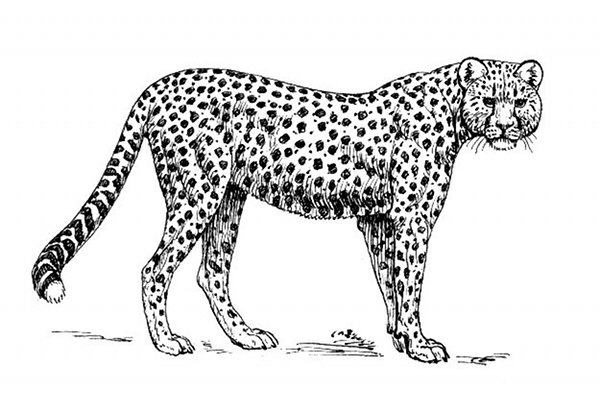 Disegno da colorare: Ghepardo (Animali) #7966 - Pagine da Colorare Stampabili Gratuite