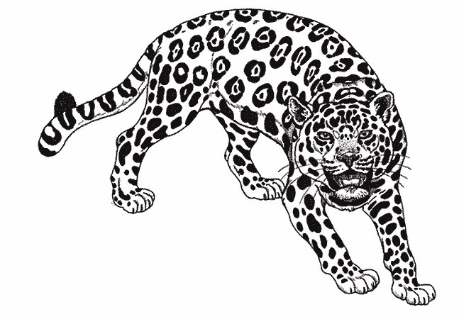 Disegno da colorare: Giaguaro (Animali) #9001 - Pagine da Colorare Stampabili Gratuite