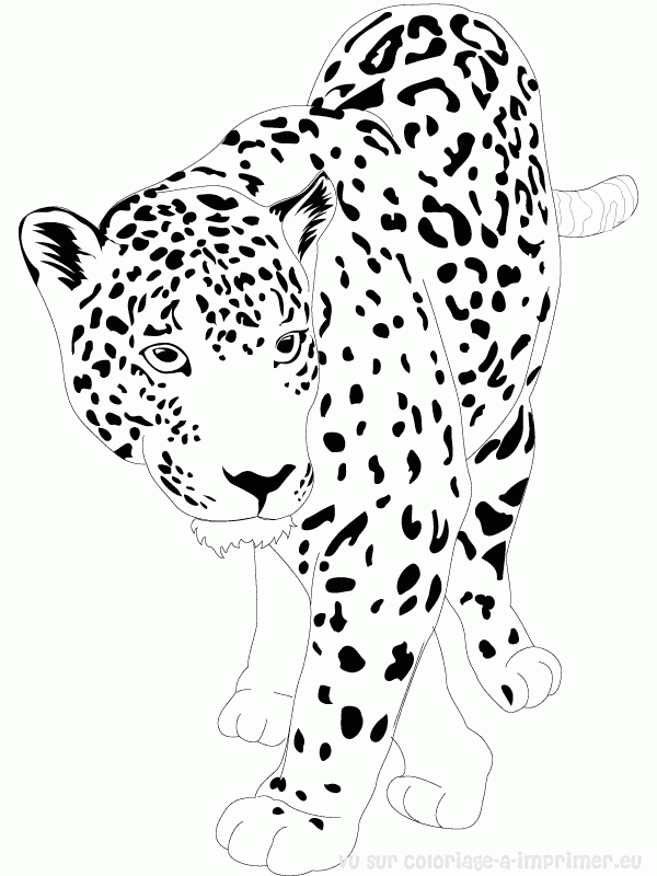 Disegno da colorare: Giaguaro (Animali) #9002 - Pagine da Colorare Stampabili Gratuite