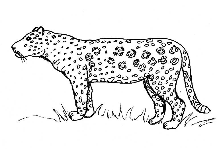 Disegno da colorare: Giaguaro (Animali) #9010 - Pagine da Colorare Stampabili Gratuite
