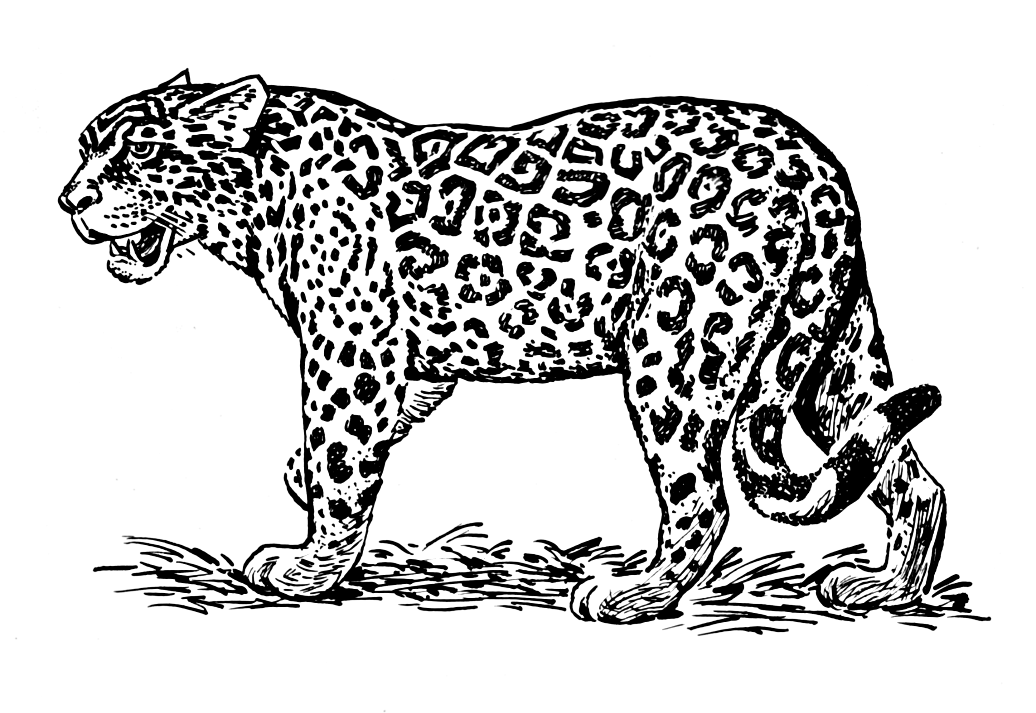 Disegno da colorare: Giaguaro (Animali) #9013 - Pagine da Colorare Stampabili Gratuite