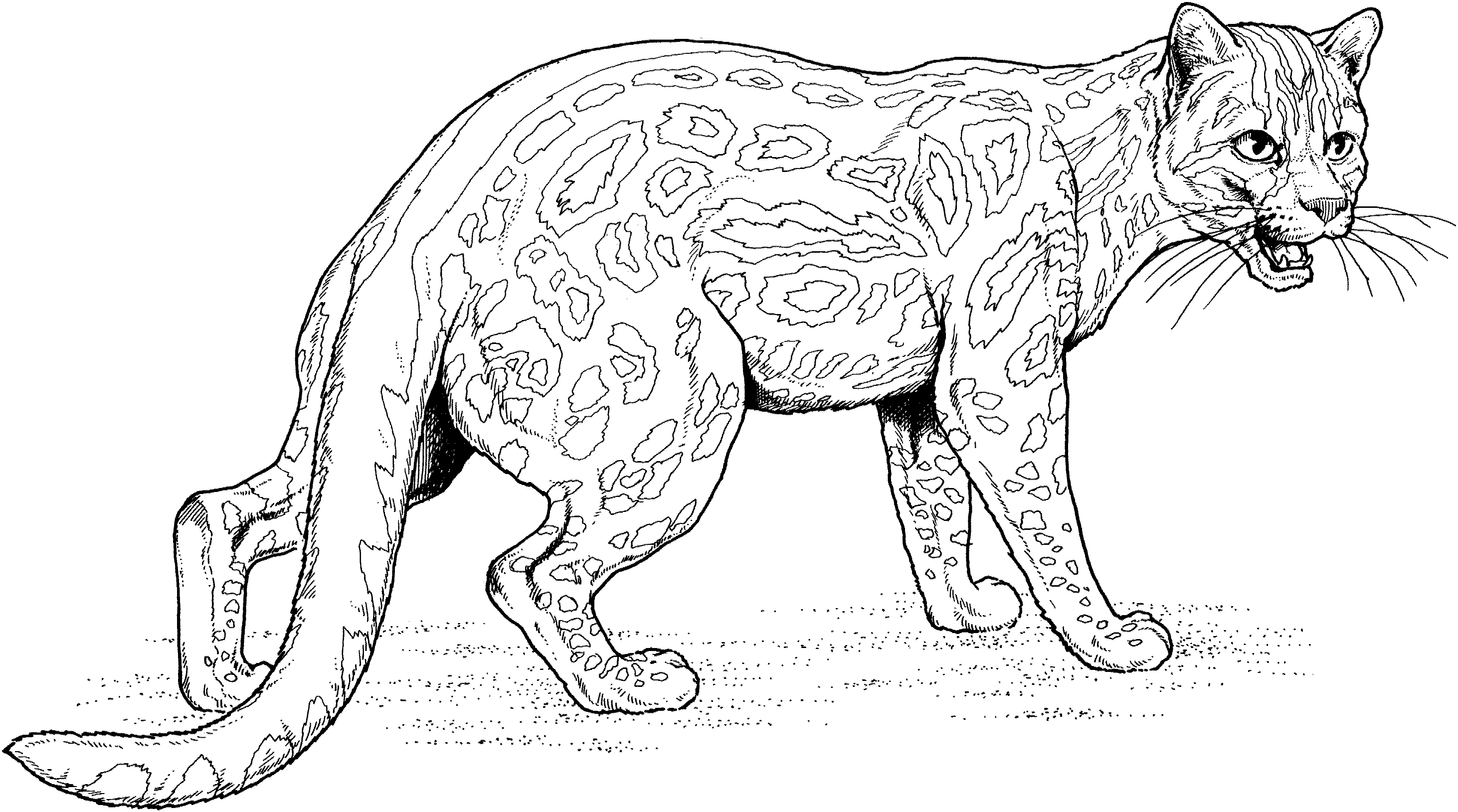 Disegno da colorare: Giaguaro (Animali) #9014 - Pagine da Colorare Stampabili Gratuite