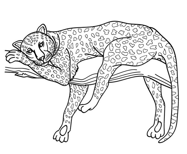 Disegno da colorare: Giaguaro (Animali) #9023 - Pagine da Colorare Stampabili Gratuite