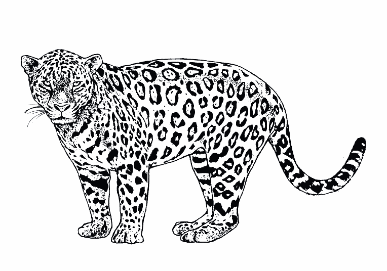 Disegno da colorare: Giaguaro (Animali) #9025 - Pagine da Colorare Stampabili Gratuite