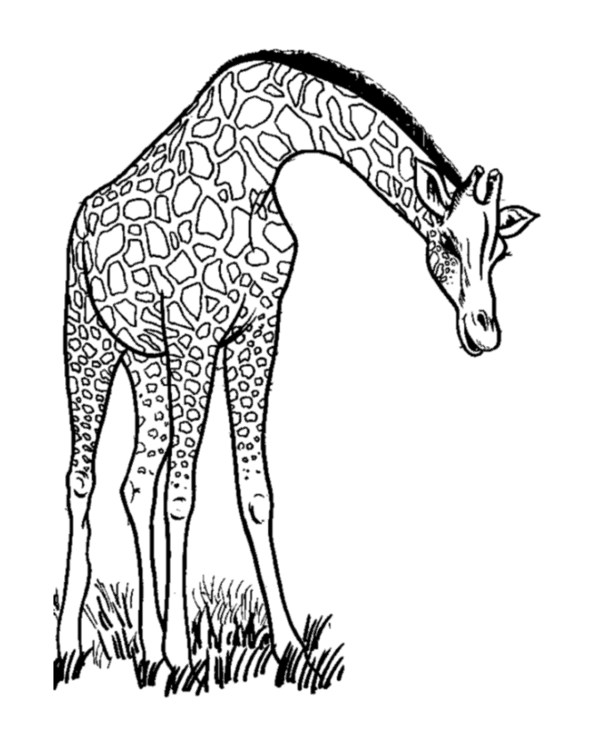 Disegno da colorare: Giraffa (Animali) #7234 - Pagine da Colorare Stampabili Gratuite