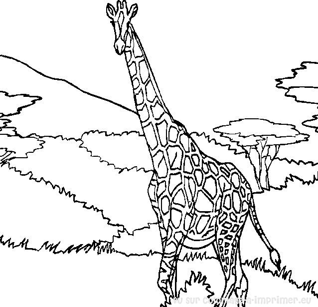Disegno da colorare: Giraffa (Animali) #7240 - Pagine da Colorare Stampabili Gratuite