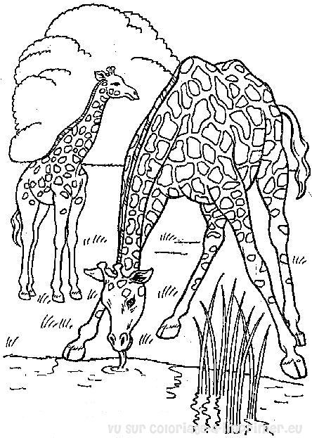 Disegno da colorare: Giraffa (Animali) #7245 - Pagine da Colorare Stampabili Gratuite