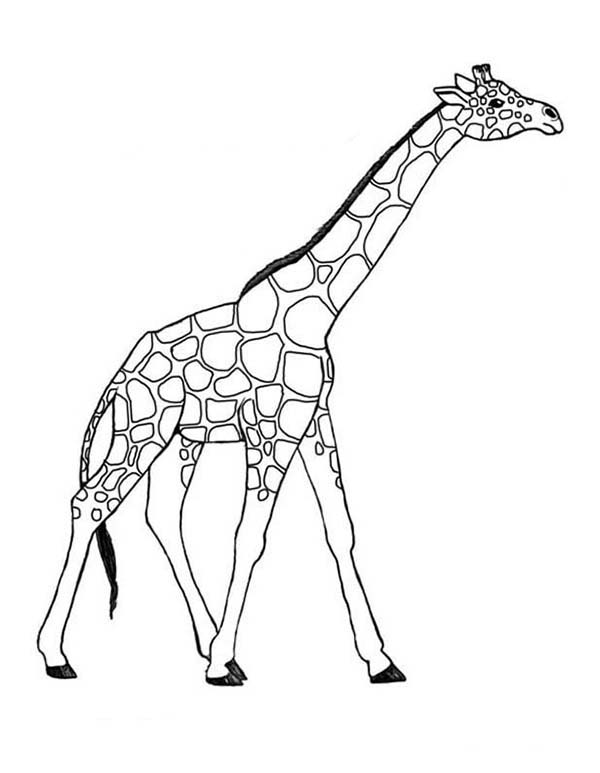 Disegno da colorare: Giraffa (Animali) #7260 - Pagine da Colorare Stampabili Gratuite