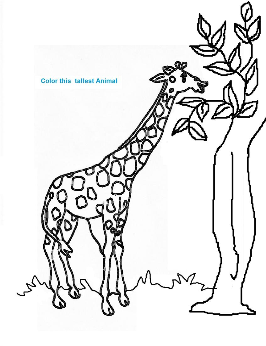 Disegno da colorare: Giraffa (Animali) #7265 - Pagine da Colorare Stampabili Gratuite
