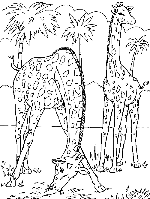 Disegno da colorare: Giraffa (Animali) #7277 - Pagine da Colorare Stampabili Gratuite