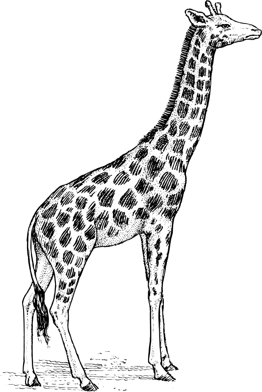Disegno da colorare: Giraffa (Animali) #7297 - Pagine da Colorare Stampabili Gratuite