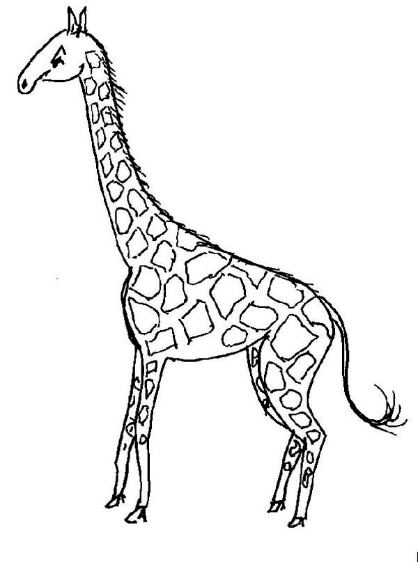 Disegno da colorare: Giraffa (Animali) #7323 - Pagine da Colorare Stampabili Gratuite