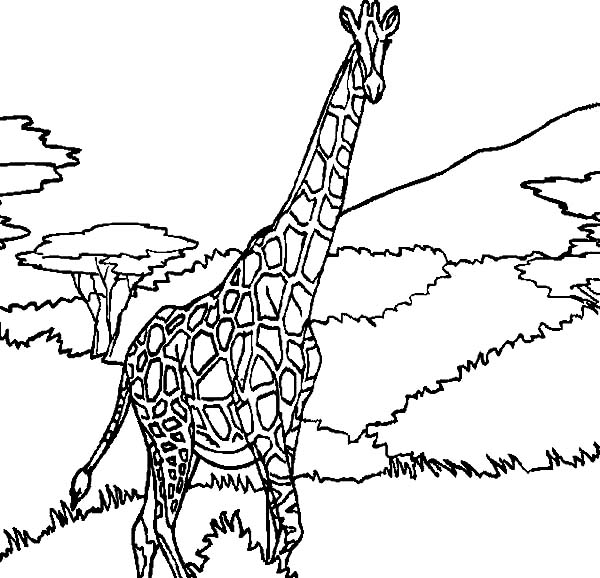 Disegno da colorare: Giraffa (Animali) #7330 - Pagine da Colorare Stampabili Gratuite