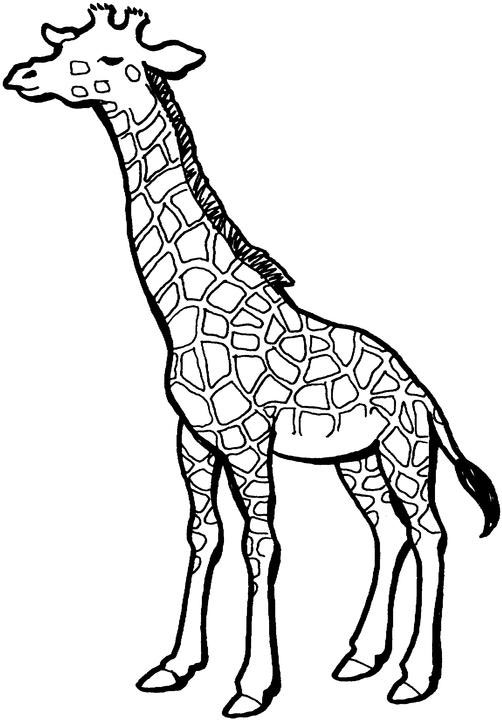 Disegno da colorare: Giraffa (Animali) #7334 - Pagine da Colorare Stampabili Gratuite