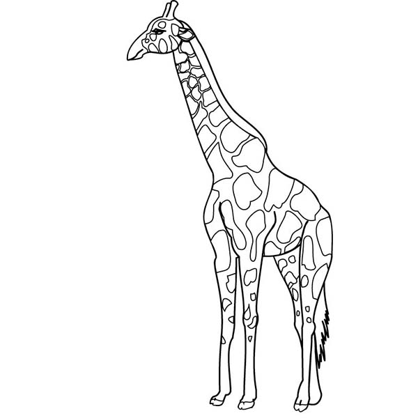 Disegno da colorare: Giraffa (Animali) #7362 - Pagine da Colorare Stampabili Gratuite