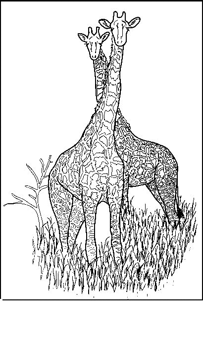 Disegno da colorare: Giraffa (Animali) #7365 - Pagine da Colorare Stampabili Gratuite