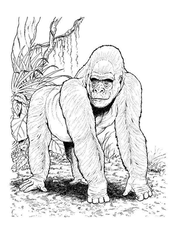 Disegno da colorare: Gorilla (Animali) #7467 - Pagine da Colorare Stampabili Gratuite