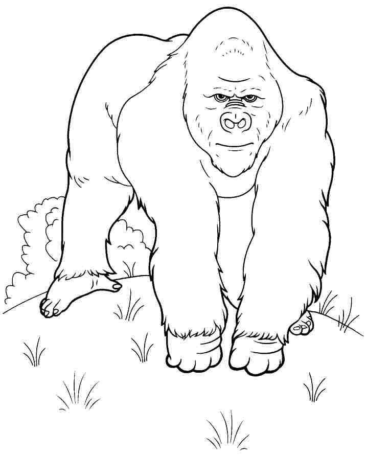 Disegno da colorare: Gorilla (Animali) #7477 - Pagine da Colorare Stampabili Gratuite