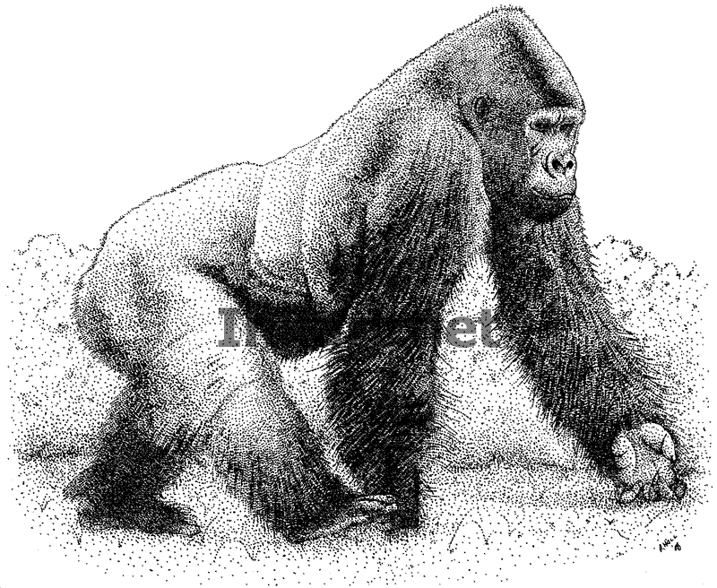 Disegno da colorare: Gorilla (Animali) #7563 - Pagine da Colorare Stampabili Gratuite