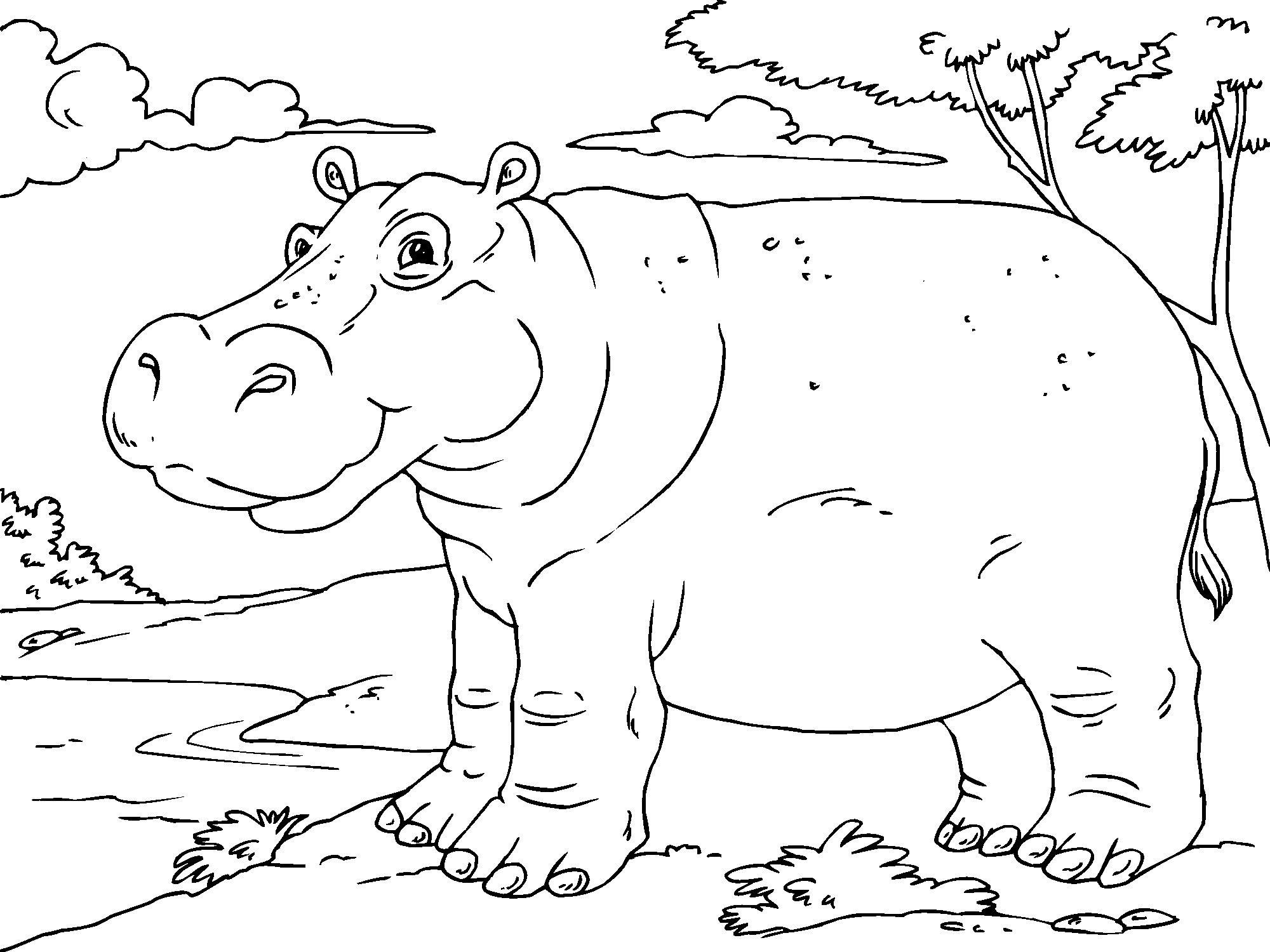 Disegno da colorare: Ippopotamo (Animali) #8735 - Pagine da Colorare Stampabili Gratuite