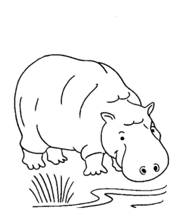 Disegno da colorare: Ippopotamo (Animali) #8804 - Pagine da Colorare Stampabili Gratuite