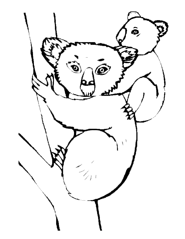 Disegno da colorare: Koala (Animali) #9324 - Pagine da Colorare Stampabili Gratuite