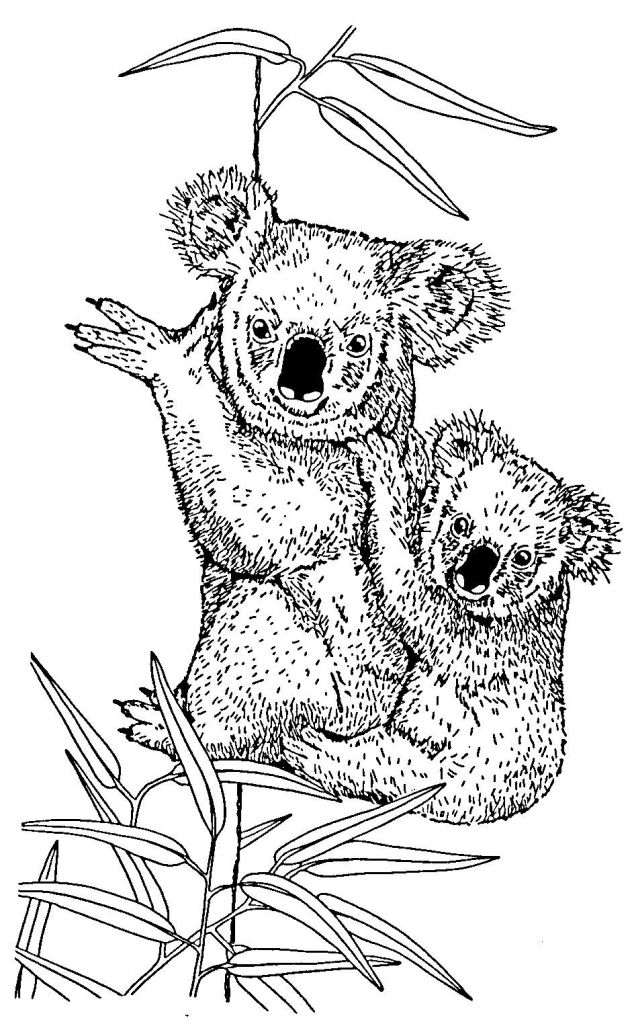Disegno da colorare: Koala (Animali) #9327 - Pagine da Colorare Stampabili Gratuite