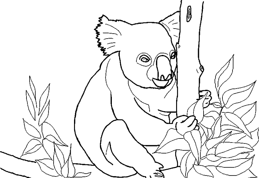 Disegno da colorare: Koala (Animali) #9383 - Pagine da Colorare Stampabili Gratuite