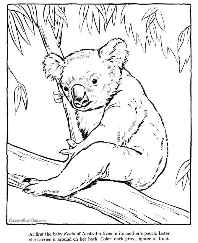 Disegno da colorare: Koala (Animali) #9388 - Pagine da Colorare Stampabili Gratuite