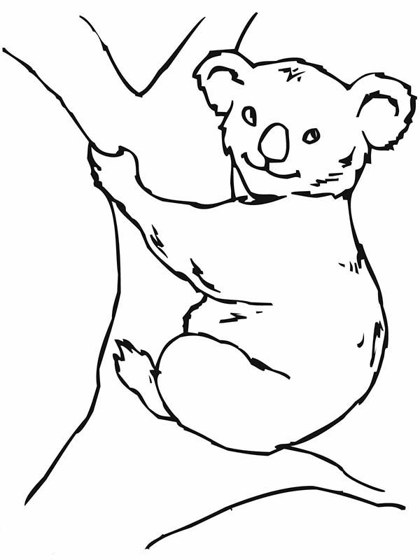 Disegno da colorare: Koala (Animali) #9399 - Pagine da Colorare Stampabili Gratuite