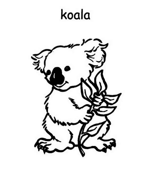 Disegno da colorare: Koala (Animali) #9420 - Pagine da Colorare Stampabili Gratuite