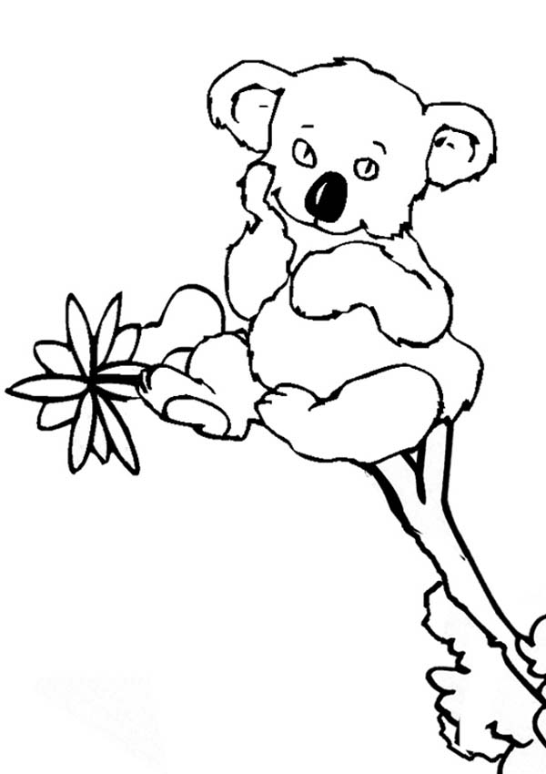 Disegno da colorare: Koala (Animali) #9431 - Pagine da Colorare Stampabili Gratuite