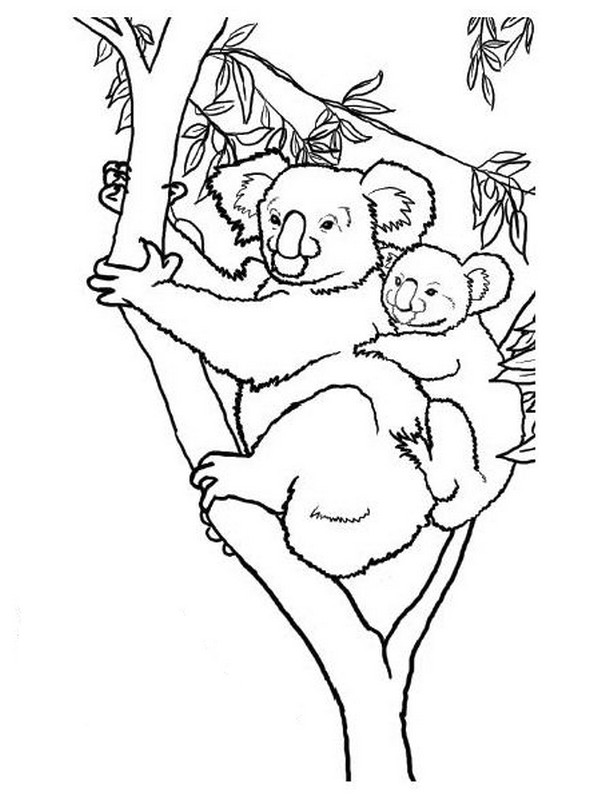 Disegno da colorare: Koala (Animali) #9452 - Pagine da Colorare Stampabili Gratuite