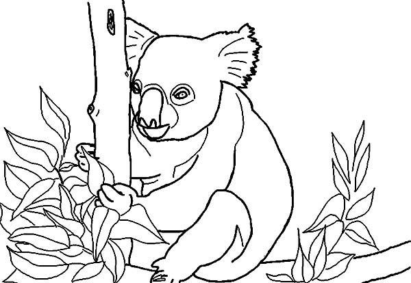 Disegno da colorare: Koala (Animali) #9456 - Pagine da Colorare Stampabili Gratuite