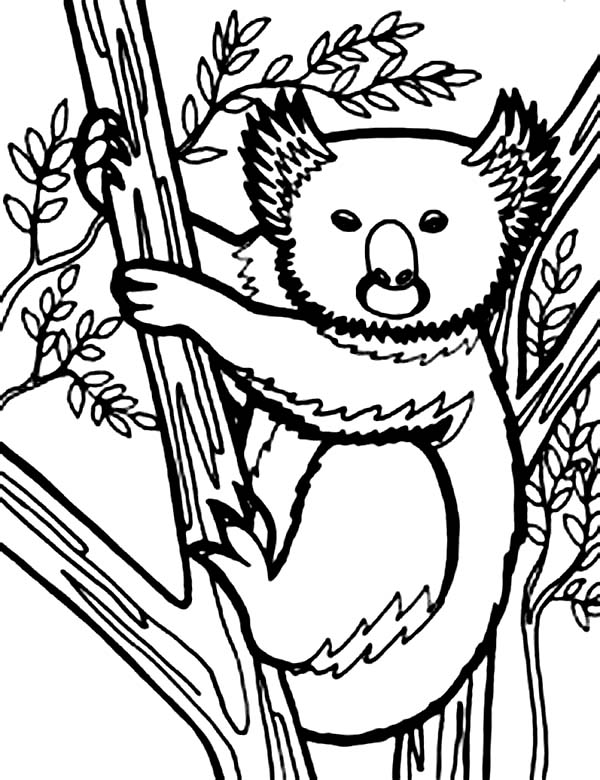 Disegno da colorare: Koala (Animali) #9467 - Pagine da Colorare Stampabili Gratuite