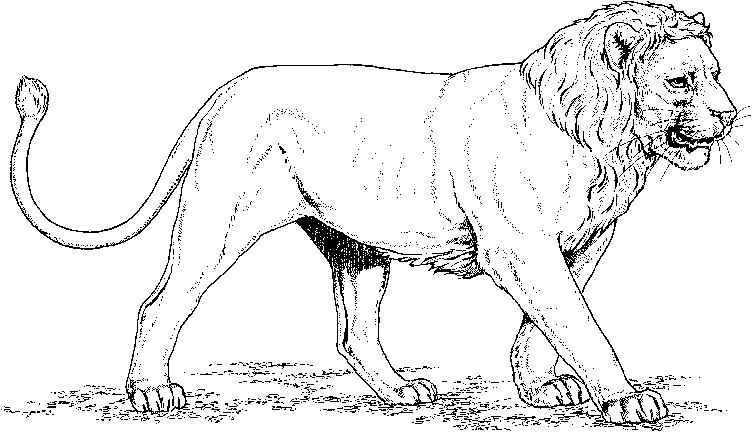 Disegno da colorare: Leone (Animali) #10256 - Pagine da Colorare Stampabili Gratuite