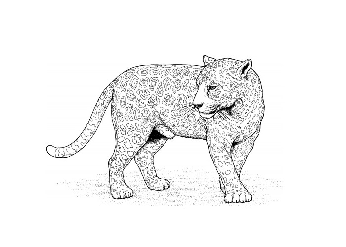 Disegno da colorare: Leopardo (Animali) #9758 - Pagine da Colorare Stampabili Gratuite